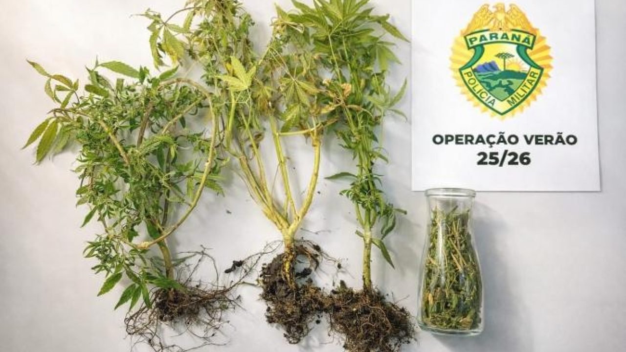 Policiais militares desmantelam estufa de maconha — Foto: Governo do Paraná