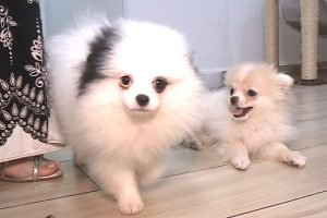 Foto: Reprodução/Rede Massa