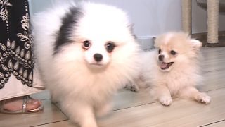 Foto: Reprodução/Rede Massa