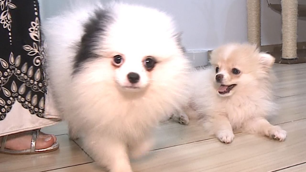 Foto: Reprodução/Rede Massa