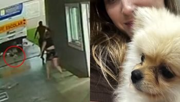 Cachorro é arrastado durante passagem de tornado em São José dos Pinhais — Foto: