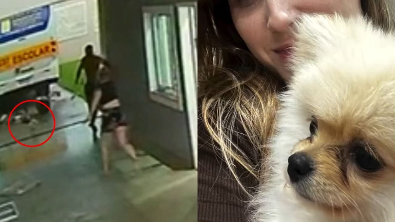Cachorro é arrastado durante passagem de tornado em São José dos Pinhais — Foto: