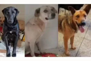 Foto: ONG DNA Animal