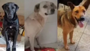 Foto: ONG DNA Animal