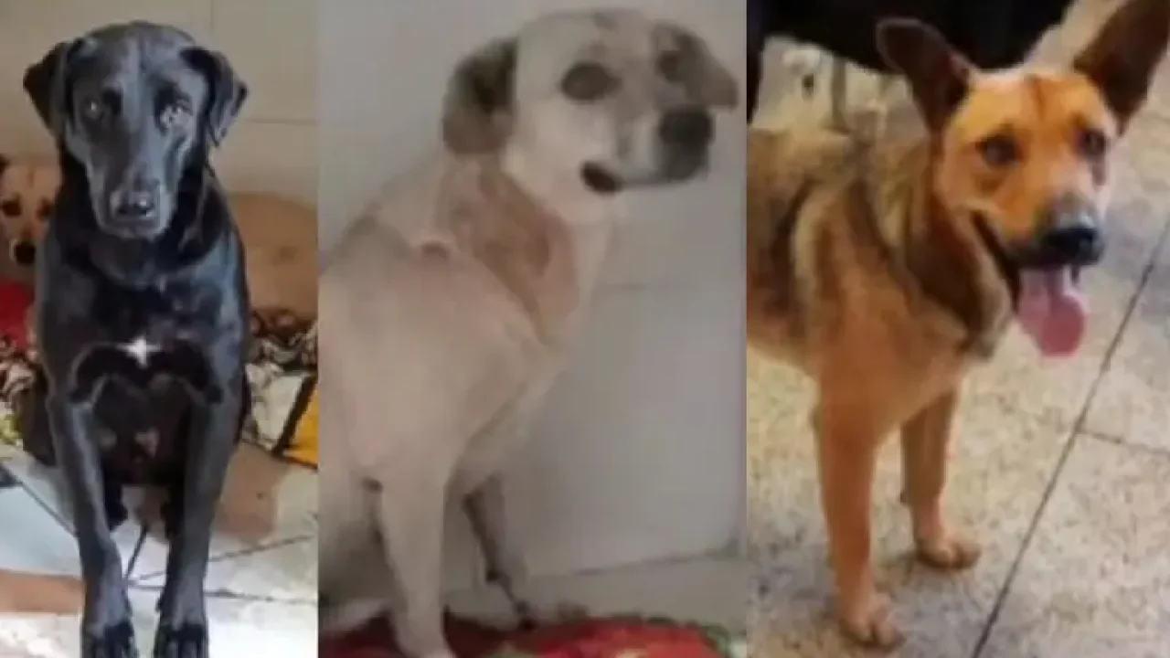 Foto: ONG DNA Animal