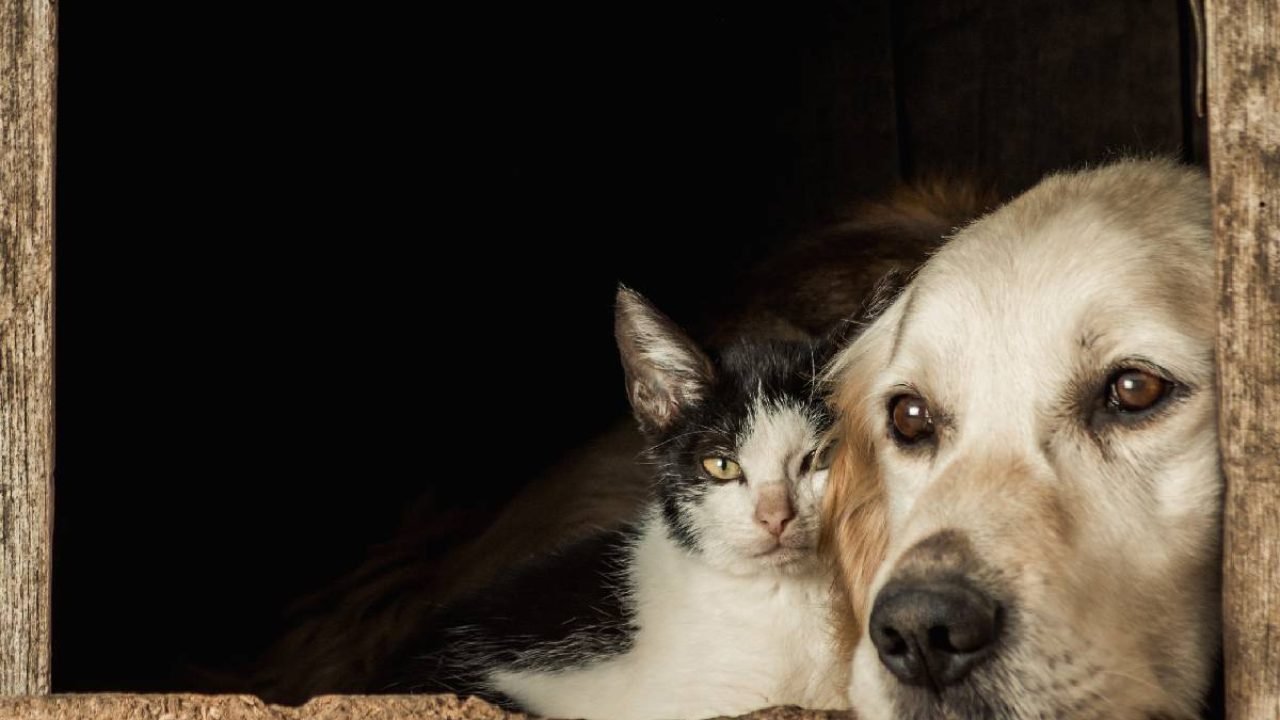 Pets precisam de proteção durante os fogos de artifício — Foto: Foto: Reprodução