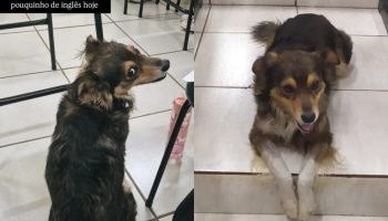 Cão universitário acompanha aulas e frequenta instalações de universidade no Nor