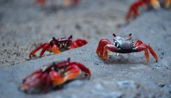 Foto: Governo do Paraná