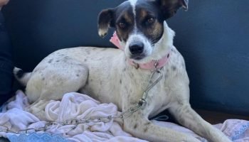 Castração gratuita para pets no Paraná — Foto: Foto: IAT