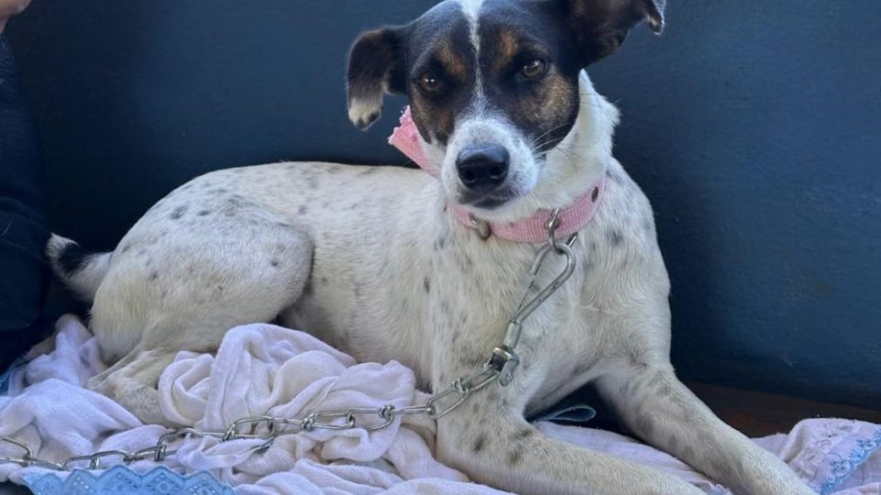 Castração gratuita para pets no Paraná — Foto: Foto: IAT