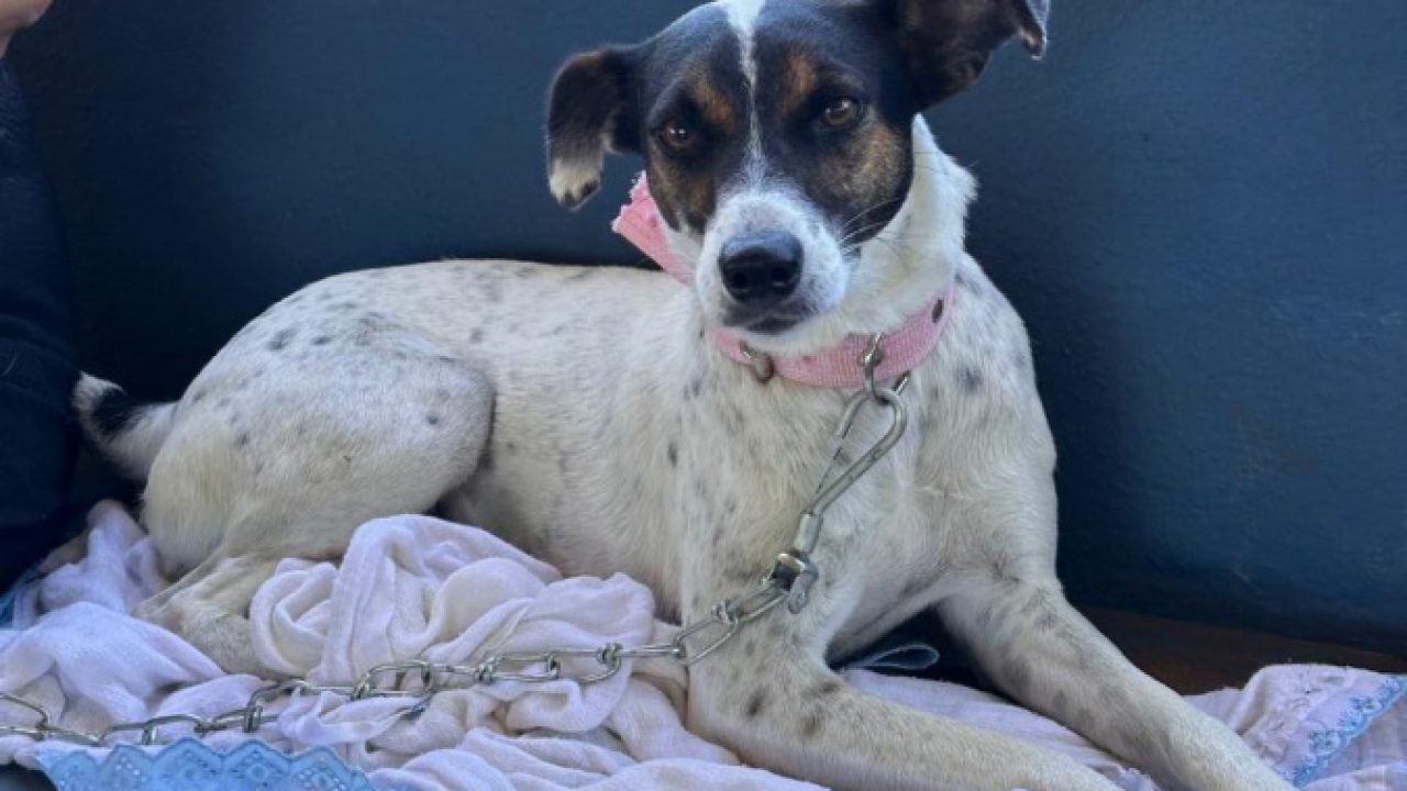 CastraPet Paraná — Foto: Governo do Paraná