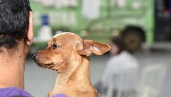 Foto: Governo do Paraná