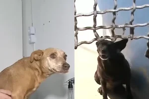 Foto: Na manhã desta sexta-feira (17), a Justiça determinou a suspensão do contr