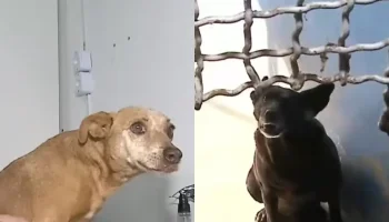 Foto: Na manhã desta sexta-feira (17), a Justiça determinou a suspensão do contr