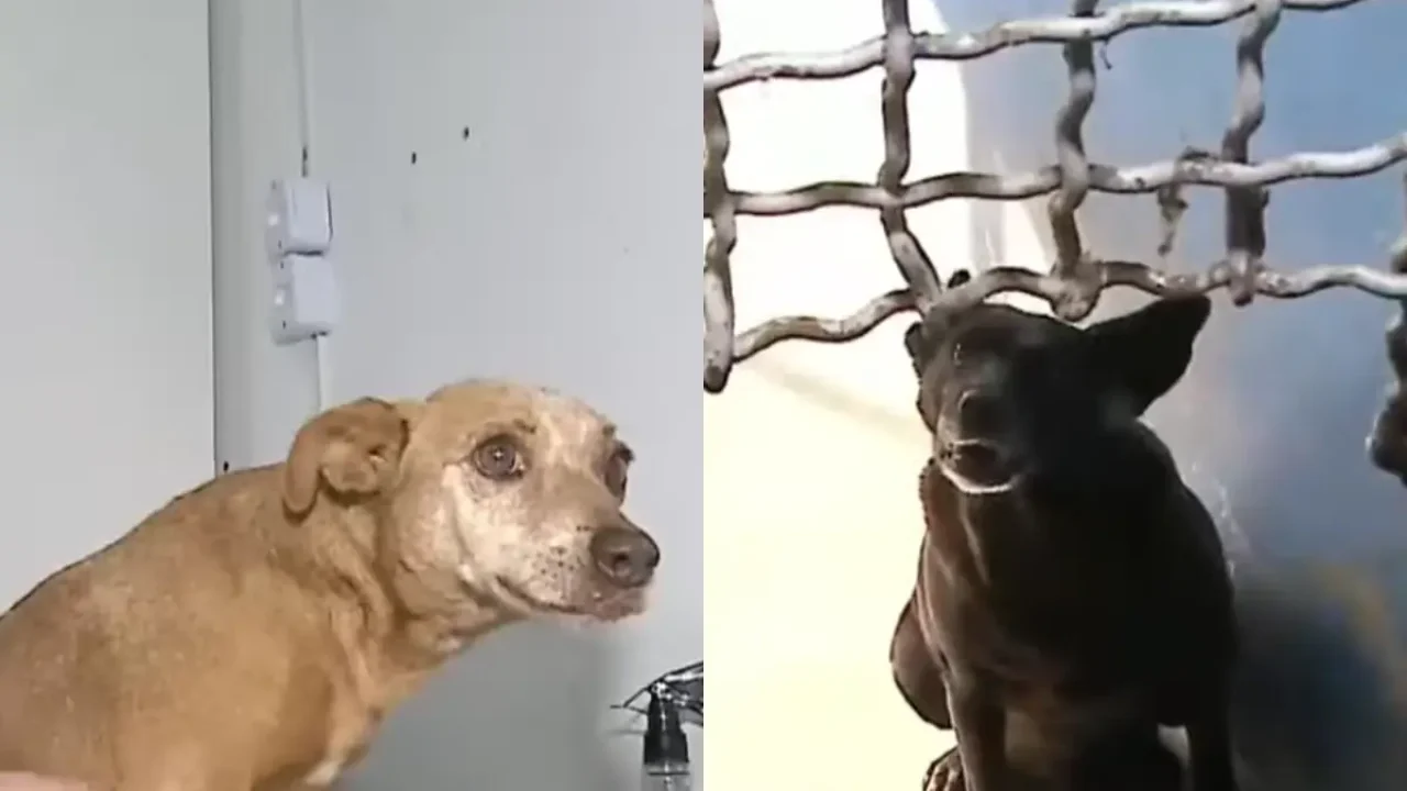 Foto: Na manhã desta sexta-feira (17), a Justiça determinou a suspensão do contr