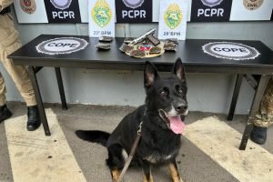 Cães policiais em ação — Foto: Governo do Paraná