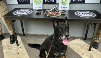 Cães policiais em ação — Foto: Governo do Paraná