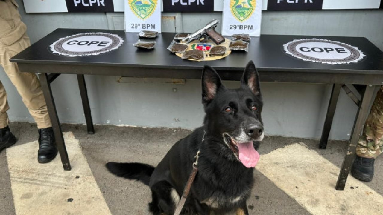 Cães policiais em ação — Foto: Governo do Paraná