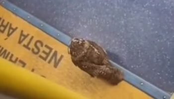 Foto: Reprodução/Redes Sociais