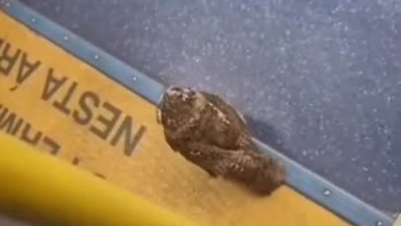 Foto: Reprodução/Redes Sociais