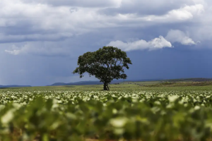 credito-rural-marcelo-camargo-agencia006620200202607181606.png
