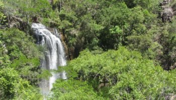 Créditos de biodiversidade são certificados que representam um saldo líquido pos