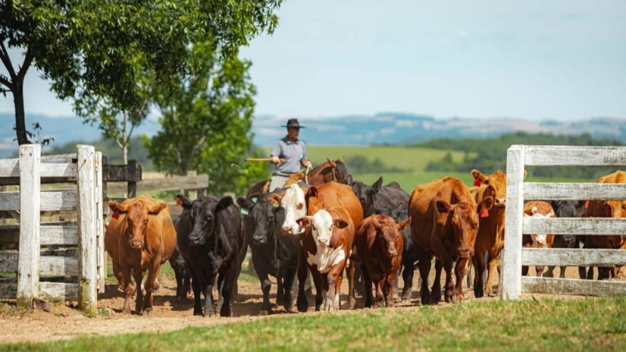 Show Rural: Novas raças e soluções para a pecuária — Foto: Crédito: Grafaels Fot