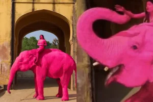 Foto: Caso da elefanta gerou polêmica (Foto: Reprodução/Redes Sociais)