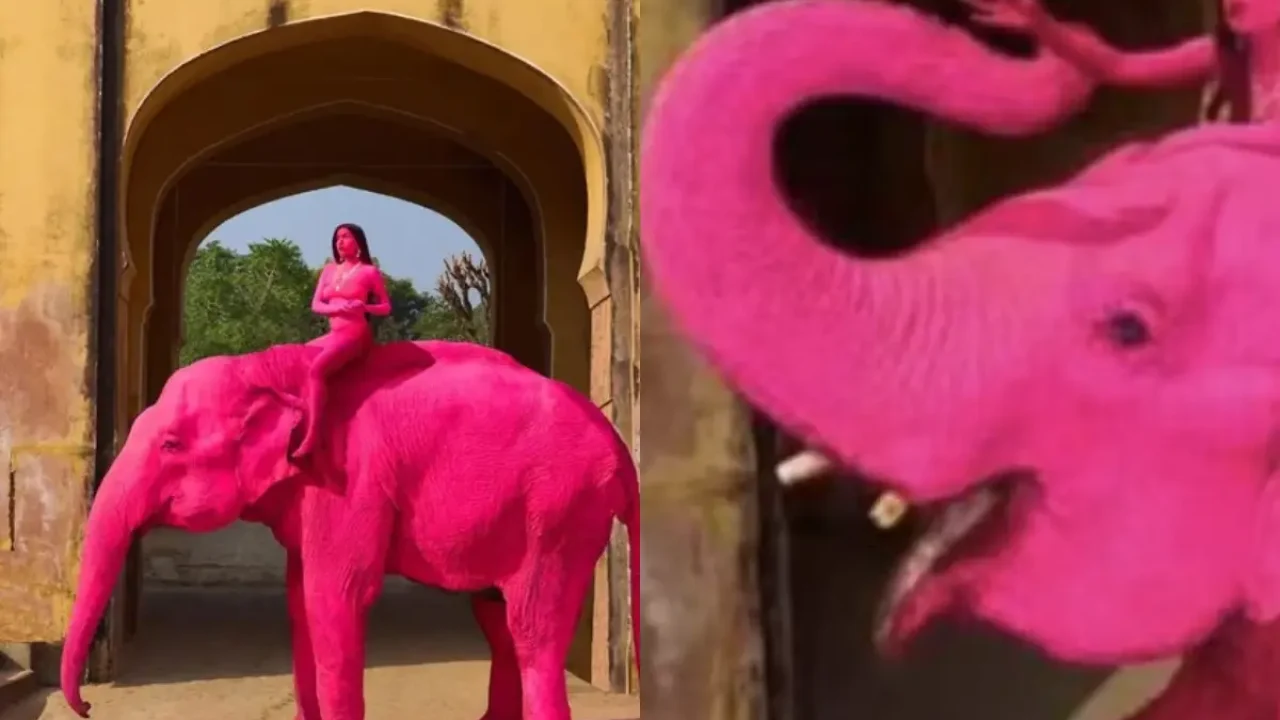 Foto: Caso da elefanta gerou polêmica (Foto: Reprodução/Redes Sociais)