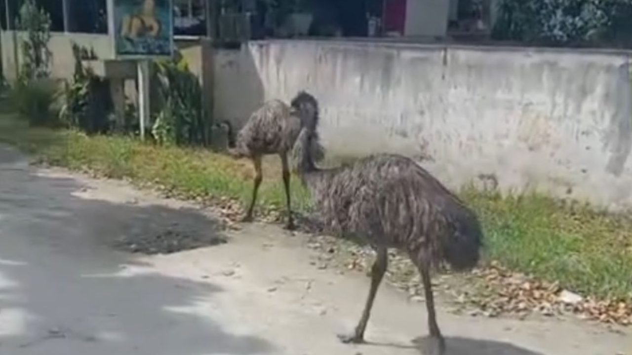 Dois emus foram avistados no balneário Carmery, em Pontal do Paraná — Foto: Repr