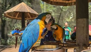 Experiência aprofunda visita ao Parque das Aves — Foto: H2FOZ