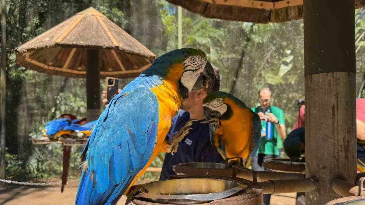 Experiência aprofunda visita ao Parque das Aves — Foto: H2FOZ