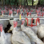 exportacao-carne-de-peruseab006451650202606101059.png