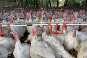 exportacao-carne-de-peruseab006451650202606101059.png