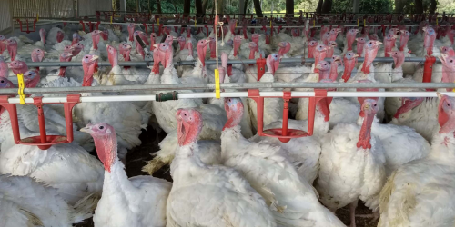 exportacao-carne-de-peruseab006451650202606101059.png