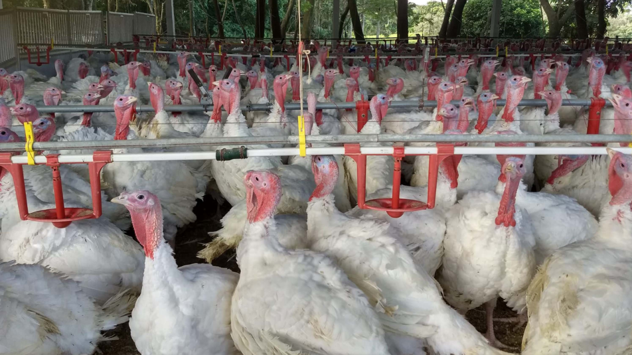 exportacao-carne-de-peruseab006451650202606101059.png