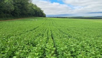 Cultivares de feijão desenvolvidas no Paraná — Foto: Governo do Paraná