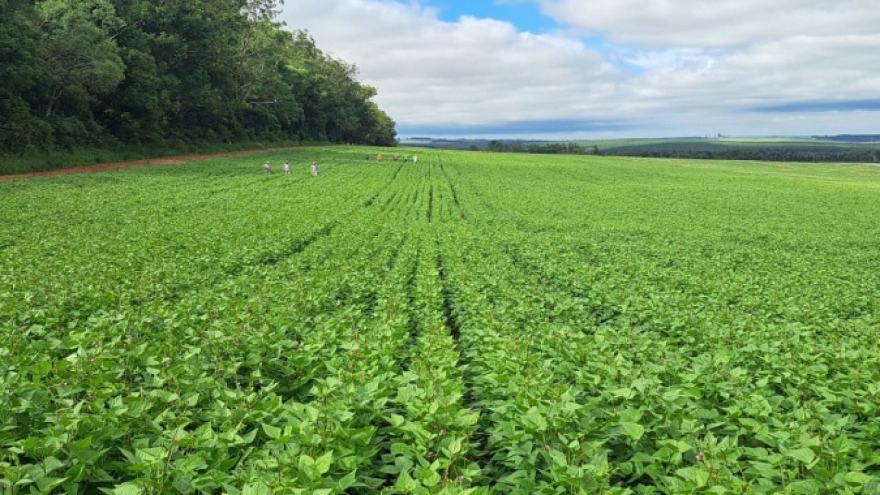 Cultivares de feijão desenvolvidas no Paraná — Foto: Governo do Paraná