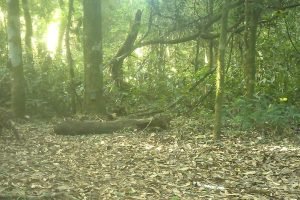 Onça Janaína com seus filhotes no Parque Nacional do Iguaçu — Foto: H2FOZ