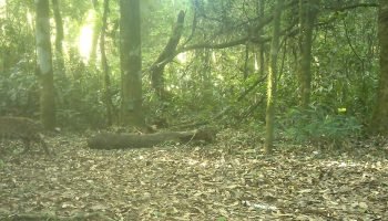 Onça Janaína com seus filhotes no Parque Nacional do Iguaçu — Foto: H2FOZ