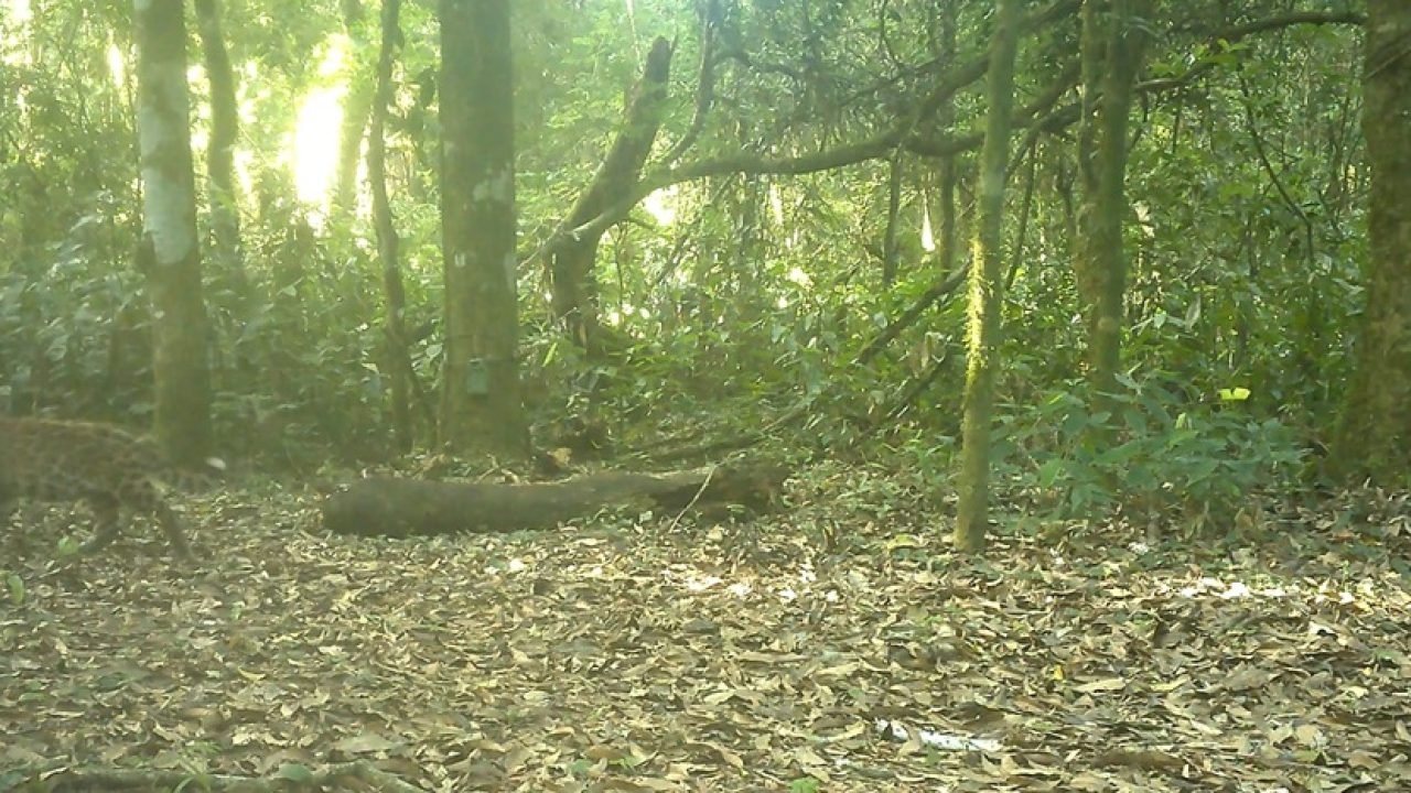 Onça Janaína com seus filhotes no Parque Nacional do Iguaçu — Foto: H2FOZ