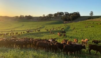 Foto: Governo do Paraná