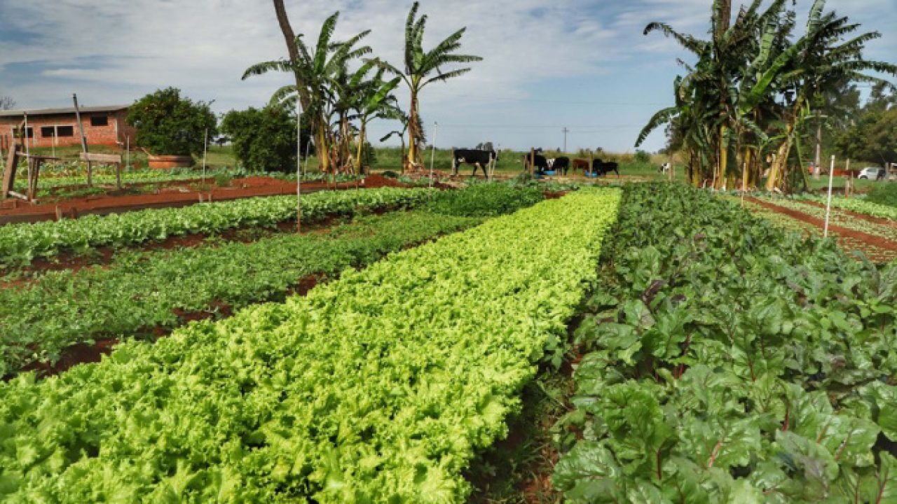 Foto: Governo do Paraná