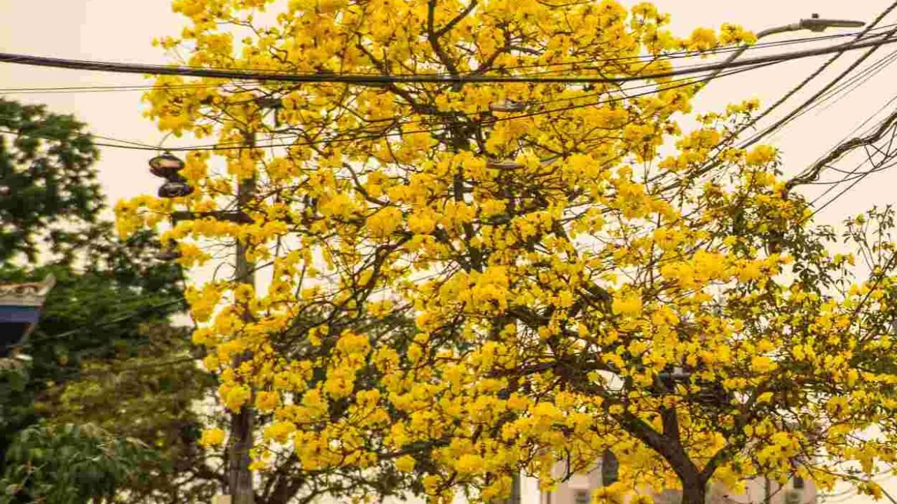 Foto: Plantio das mudas de ipê na avenida – foto: prefeitura/divulgação