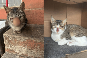 gatos006649650202608051012.png