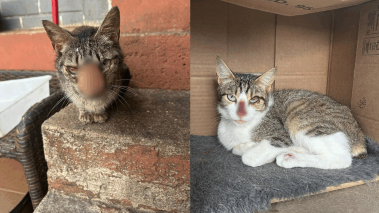 gatos006649650202608051012.png