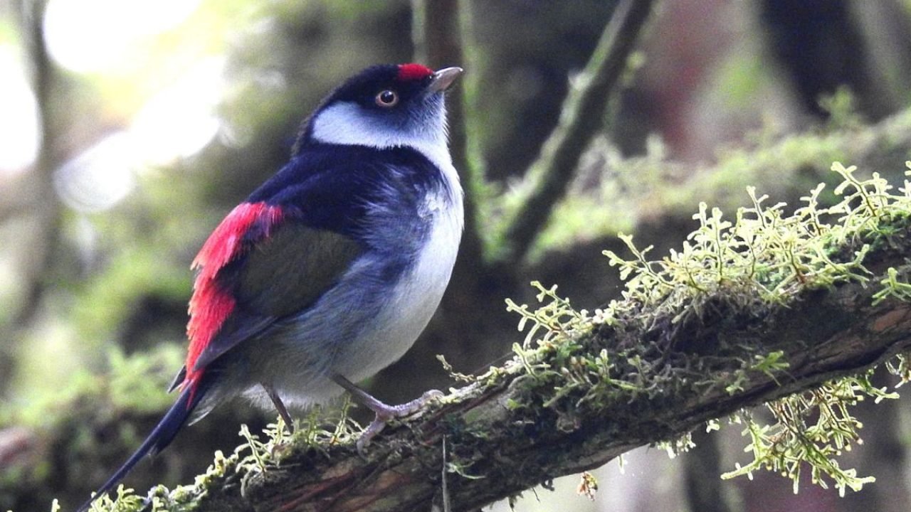 Foto: (Foto: Divulgação)