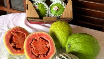 Goiabas produzidas em Carlópolis — Foto: Governo do Paraná