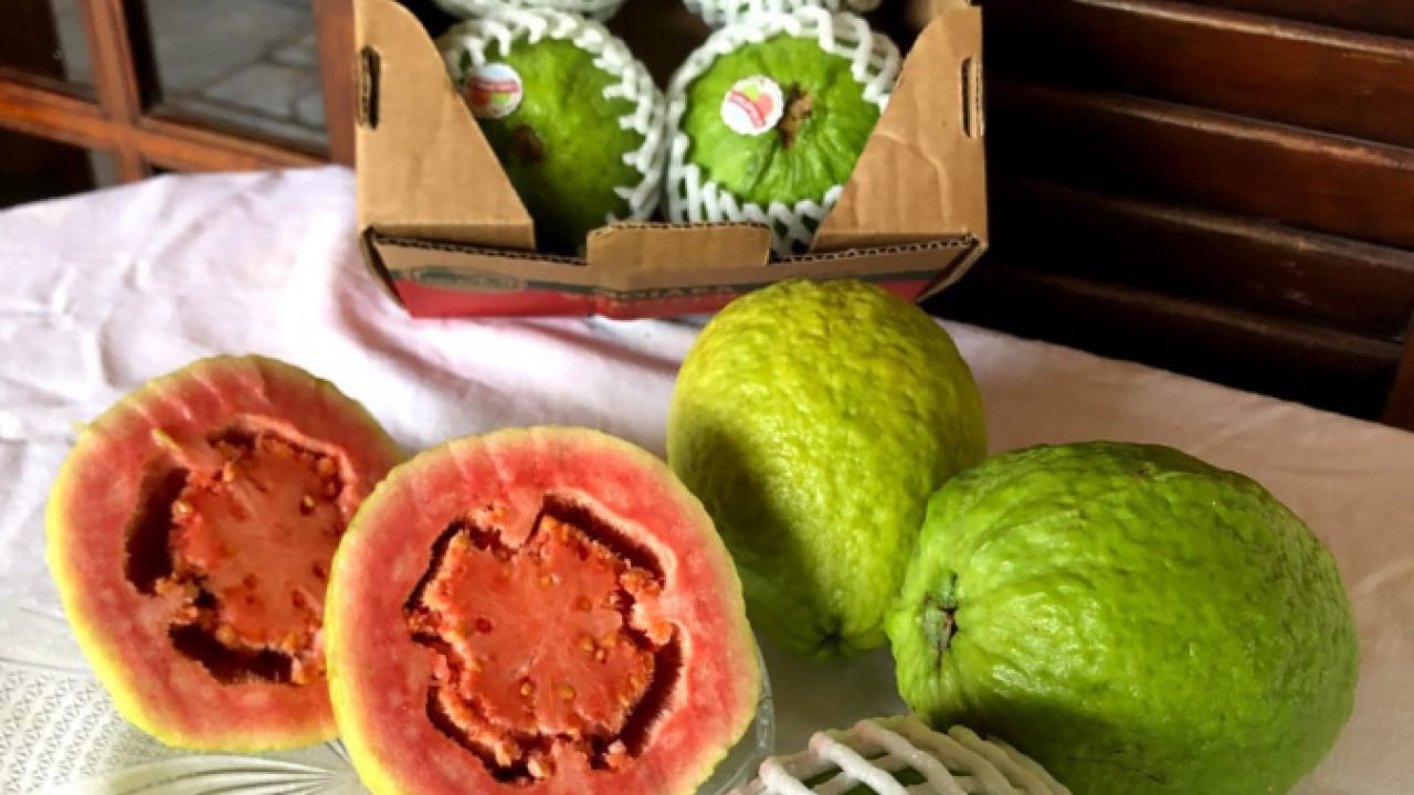 Goiabas produzidas em Carlópolis — Foto: Governo do Paraná