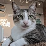 guarda-compartilhada-pets